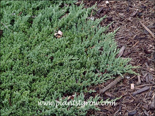 Prostrate growth habit.